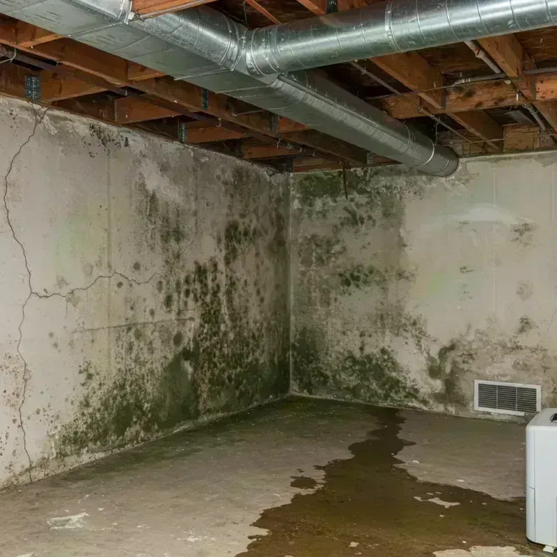 Professional Mold Removal in Roodhouse, IL